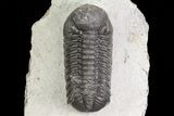 Bargain, Austerops Trilobite - Morocco #67677-2